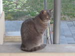 (215'925) - Katze Zana am 6.