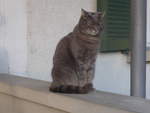 (215'926) - Katze Zana am 6.