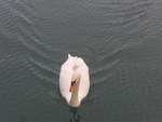 (217'014) - Ein Schwan auf dem Kanal am 10.