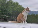 (218'298) - Kater Momo auf dem Autodach am 3.