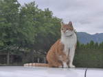 (218'299) - Kater Momo auf dem Autodach am 3.