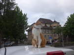(218'300) - Kater Momo auf dem Autodach am 3.