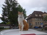 (218'301) - Kater Momo auf dem Autodach am 3.