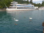 (220'162) - Schwanenpaar und drei Junge mit Motorschiff Berner Oberland am 25.