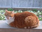 (224'642) - Kater Momo am 29.