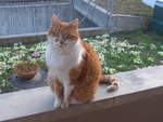 (224'643) - Kater Momo am 29.