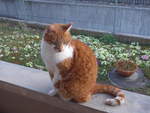(224'644) - Kater Momo am 29.