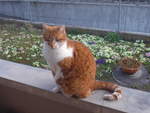 (224'645) - Kater Momo am 29.