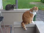 (225'626) - Katze Zana und Kater Momo am 26.