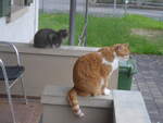 (225'628) - Katze Zana und Kater Momo am 26.