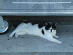 (238'034) - Katze am 12.
