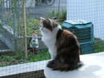 (255'417) - Katze Nimerya am 18.