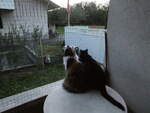 (255'420) - Katze Nimerya und Kater Shaggy am 18.