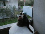 (255'421) - Katze Nimerya und Kater Shaggy am 18.