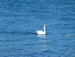 (255'453) - Schwan am 20.