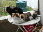 (255'759) - Kater Shaggy und Katze Nimerya am 30.