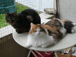 (255'760) - Kater Shaggy und Katze Nimerya am 30.