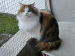 (256'806) - Katze Nimerya auf dem Balkontischli am 7.