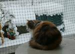 (257'342) - Katze Nimerya bewundert den Schnee am 2.
