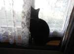 (257'920) - Kater Shaggy hinter dem Vorhang am 24.