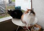 (258'016) - Kater Shaggy und Katze Nymeria am 29.