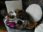 (258'503) - Nymeria auf dem Sofa am 8.