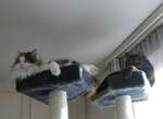 (259'142) - Katze Nymeria und Kater Shaggy in luftiger Hhe am 6.