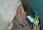 (263'256) - Frosch kam nach dem Rasenmhen zum Vorschein am 29.