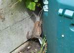 (263'262) - Frosch gibt nicht auf am 29.
