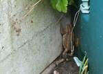 (263'263) - Frosch mit Schnecke unterwegs am 29.