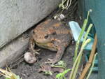 (263'264) - Frosch gibt momentan auf am 29.
