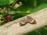 (209'094) - Verletzter Schmetterling am 25.