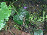 (209'105) - Schmetterling am 25.