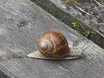 (226'773) - Schnecke am 25. Juli 2021 bei Schwanden