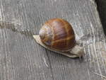 (226'774) - Schnecke am 25. Juli 2021 bei Schwanden