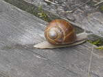 (226'775) - Schnecke am 25. Juli 2021 bei Schwanden