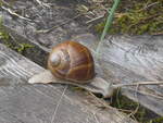 (226'776) - Schnecke am 25. Juli 2021 bei Schwanden