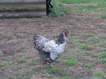 (179'302) - Ein Huhn am 2.