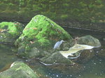 (175'187) - Fischreiher in der Areuse-Schlucht am 25.