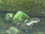 (175'188) - Fischreiher in der Areuse-Schlucht am 25.
