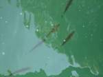 (133'793) - Fische am Rheinfall am 23.
