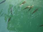 (133'794) - Fische am Rheinfall am 23.