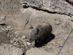 (164'338) - Wildschwein am 31.