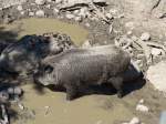 (164'340) - Wildschwein am 31.