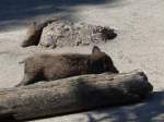 (164'342) - Wildschweine am 31.