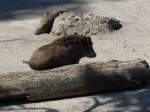 (164'343) - Wildschweine am 31.