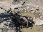 (164'344) - Wildschwein am 31.