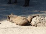 (164'345) - Wildschweine am 31.