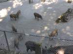 (164'351) - Ftterung der Wildschweine am 31.