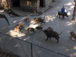 (164'353) - Ftterung der Wildschweine am 31.